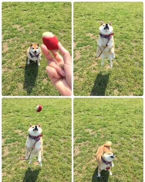 史上最笨最固执的柴犬简直萌化了