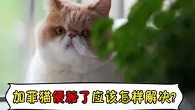 猫猫便秘时候的表情太搞笑了
