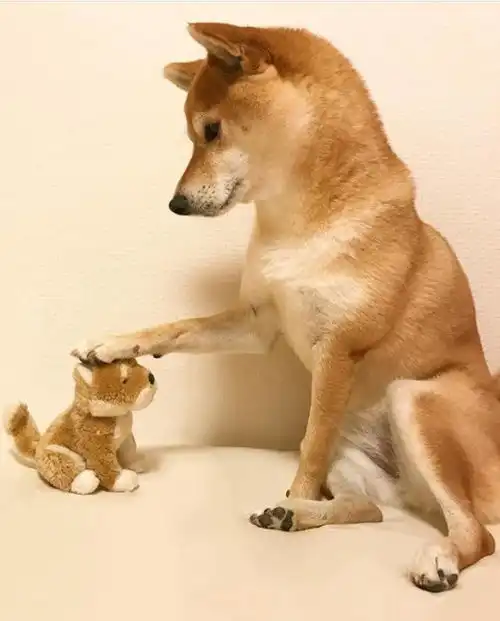 柴犬论养了只表情包是什么感觉