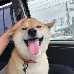 网红狗柴犬好不好养先了解这些优缺点再说吧