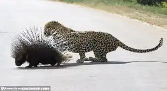 南非花豹捕食豪猪扎满嘴刺终于得到一餐