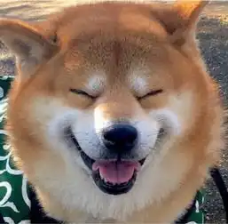 做梦梦到的狗年祝福