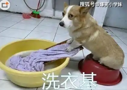 搞笑gif设计师出来,我们聊聊