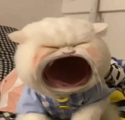 大嘴猫表情包要生活费专用