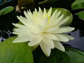 三生三世,白莲清婉