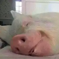 很火的小香猪的表情包微信头像图片大全