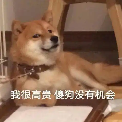 汪表情第42期千万不要让熊孩子照顾狗狗