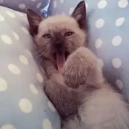 这就会呲牙咧嘴了猫暹罗猫暹罗cat堆糖,美好生活研究所