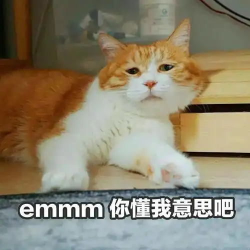 嘿嘿,你懂我的意思吧丨第132期喵表情