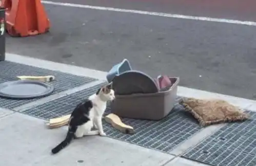 主人把猫咪和它的东西狠心丢在大街上,真的看了让人心疼