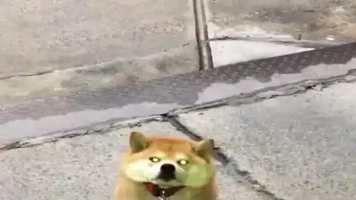看柴犬表演变脸,表情好丰富啊,太精彩了