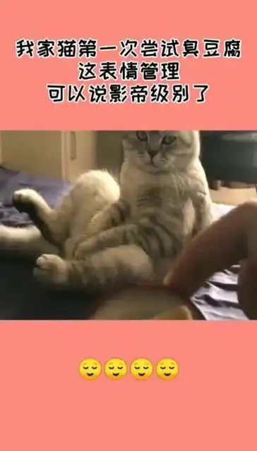 我家猫第一次尝试臭豆腐,这表情管理,可以说影帝级别了