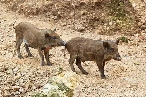 纪实野猪土拨鼠过山鲫鱼在农村数量众多,为何却没人敢吃