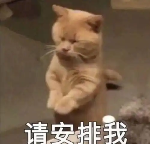 表情包分享猛男就该用猫猫表情包