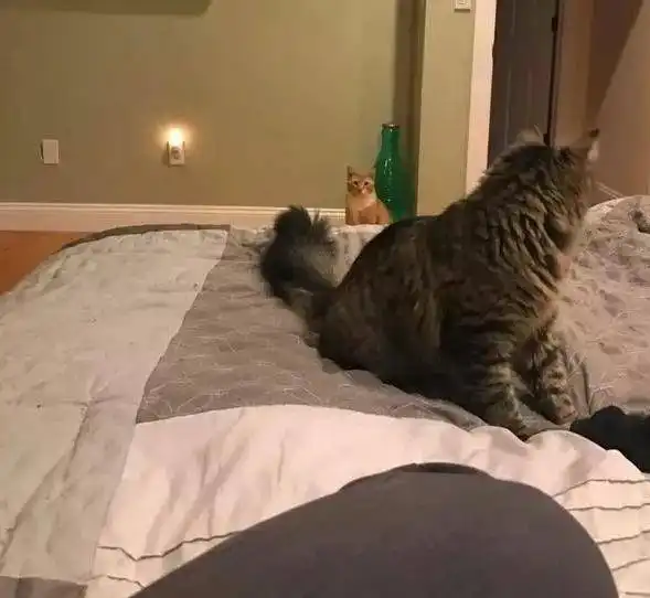 橘猫害怕失去主人,它的目光始终盯着铲屎官,爱得很卑微