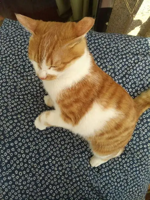 我家猫仿佛一个移动的表情包