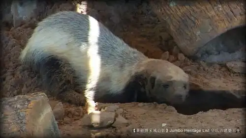 第4200回世界上最无所畏惧,捕蛇专家蜜獾狐獴