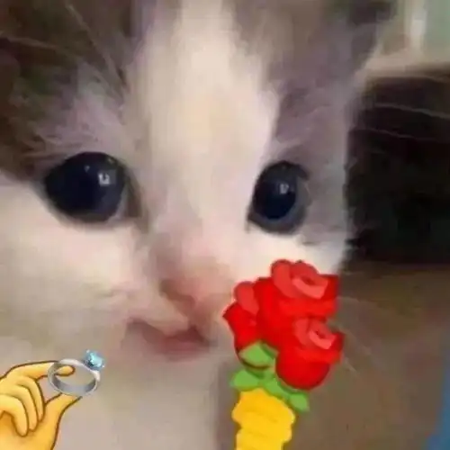 表情包丨敲可爱猫咪表情包
