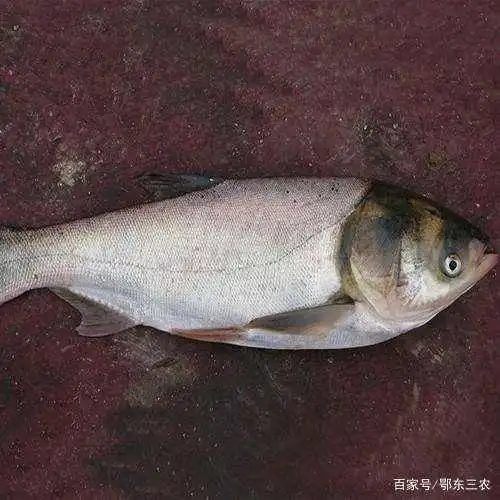 农村常吃的白鲢鱼和花鲢鱼有什么区别
