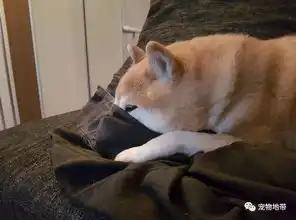 曾一度成为世界级表情包的柴犬现在已经块17岁了