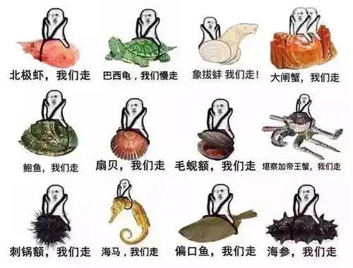 年度表情包汇总你想要的表情包都在这儿了