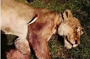 体重在狮子之下,单挑却可以杀死成年狮子的3种动物
