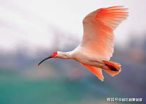 考下你的动物知识储备这7种动物的名字,你念错了几个