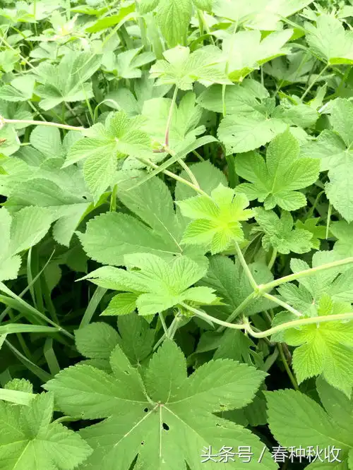 农村老家随处可见的这种野草,有神奇的药用功效