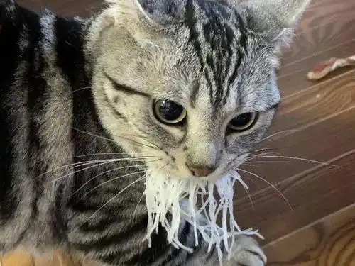 猫偷吃一大口萝卜丝,被抓后当场吐掉,还摆出这表情