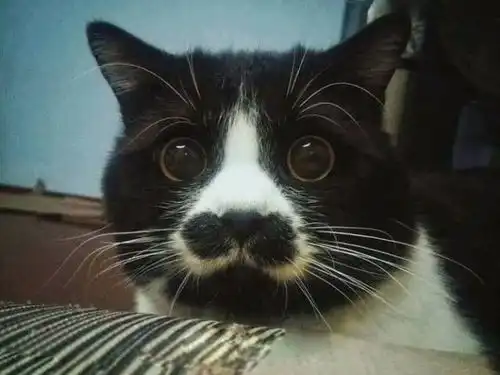 饿了猫和饱了猫的区别,表情是最明显的