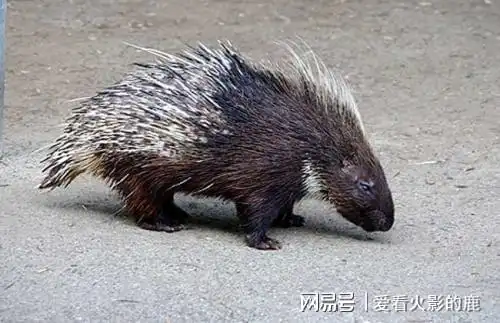 草原上的顶级猎手,面对豪猪也是无从下口,原因让人哭笑不得