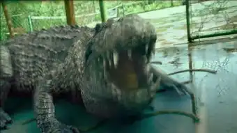 蜜獾杀鳄鱼