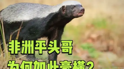 非洲平头哥蜜獾,到底能有多豪横竟然敢于狮子进行硬刚
