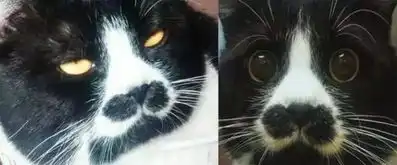 主人晒出家猫饭前与饭后的表情,网友看了忍不住笑喷这才是真猫