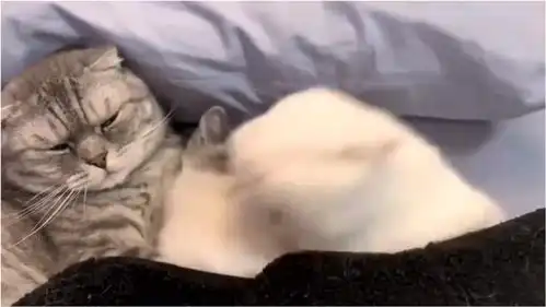爆笑看看这猫妈妈无奈的表情,估计是见怪不怪了吧