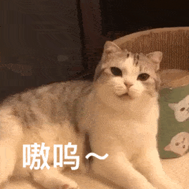 如果猫咪对你有以下几种亲昵表现,说明它已经把你当作亲人了