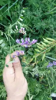 开紫花,结豆角的草药叫什么名字