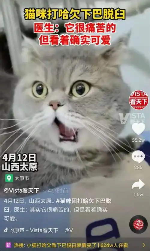 心疼又好笑猫咪打哈欠致下巴脱臼