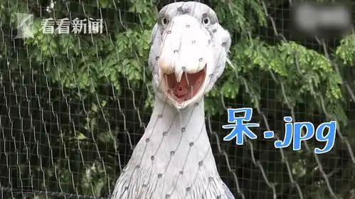 鲸头鹳张嘴散热成表情包网友目瞪口呆.jpg