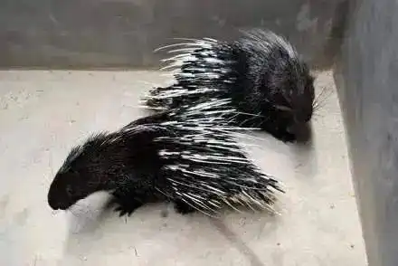 二哈热情地跟豪猪打招呼,下一秒双双战败,它们却是这个表情...