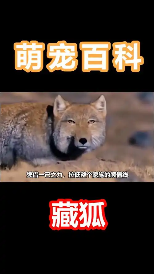 天生自带表情包的脸,让你想到了谁奇妙的动物野生动物零距离