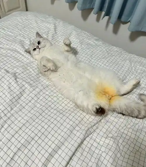 妹子养的白猫,屁股蛋长金毛,网友不信,点开一看嚯,菊部金渐层猫咪老鼠花猫宝宝逗猫网易订阅