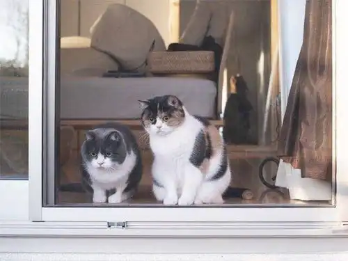 猫咪看到帅哥后,表情太真实,网友好可爱好花痴的喵