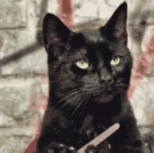为什么说最好不要养黑猫其实隐藏了这些秘密