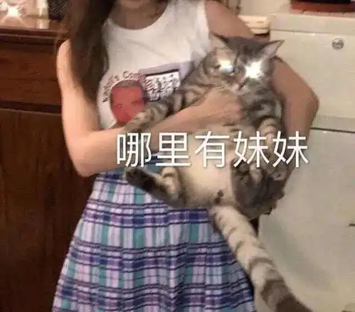 斗图必备表情包哪里有妹妹