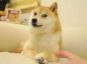 柴犬北登我走了,但是我一直在你们的表情包里