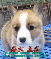 标题广州柯基犬出售广州哪里有卖柯基犬广州哪里有卖纯种柯基犬
