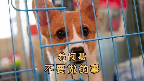 养柯基这些事不要做,会危害它的健康