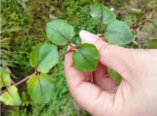 这种乡下叫过路黄的野草,农村上了岁数的老人都认识它