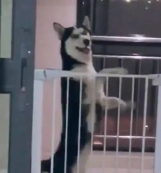 南方的二哈第一次体验家里的地暖,被热的烫脚我是纯的雪橇犬